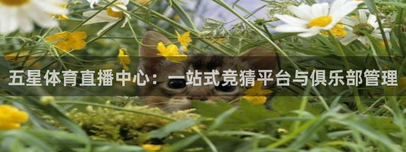 柠檬足球直播在线观看：五星体育直播中心：一站式竞猜平台与俱乐部管理